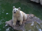 A Syrian (Brown) Bear in the Jerusalem Biblical Zoo