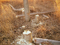 Trees, up to 250 mm (10 in) in diameter, felled by beavers in one night.