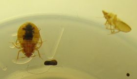 Bedbug 4 mm length 2.5 mm width (Shown in a film roll plastic container. On the right you can see the sloughed off skin, which this bedbug just recently wore while a nymph)