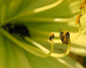 Bees vary tremendously in size. Here a tiny halictid bee is gathering pollen, while a giant bumblebee behind her gathers nectar from a lily.