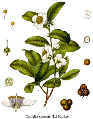 Tea plant from Koehler's Medicinal-Plants.
