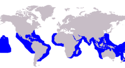 Tiger shark range