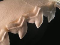 Closeup of tiger shark teeth showing the distinctive serrated edges.