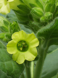 Native American Tobacco flower and buds