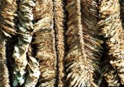 Basma leaves drying in the sun at Pomak village of Xanthi, Greece