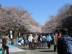 People enjoying the cherry blossoms in Ueno Park.