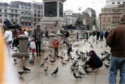 People feeding the pigeons, circa 1993