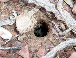 Trapdoor spider in burrow