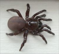 Trapdoor Spider, Ummidia sp.