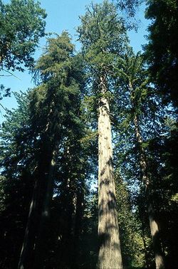 The coniferous Coast Redwood, the tallest tree species on earth.