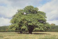 An oak tree in Denmark