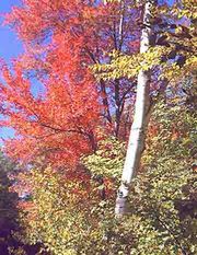 Birch tree (foreground) and maple tree (background) in fall.