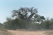 Baobab tree in South-Africa.