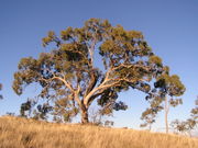 Eucalyptus bridgesiana on Red Hill, Australian Capital Territory.