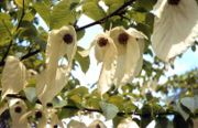Nyssaceae: a Dove tree in flower