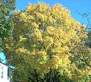 Yellow maple in fall.