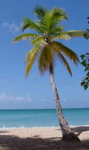 Coconut Palm, a monocotyledonous tree.