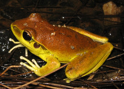 Stoney Creek Frog (Litoria wilcoxi)