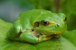 Japanese Tree Frog (Hyla japonica)