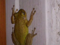 Cuban Tree Frog (Osteopilus septentrionalis)