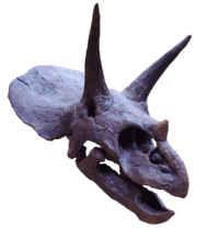 Triceratops skull, showing horns and frill (neck armour?) Oxford University Museum of Natural History