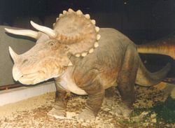 Triceratops model, Royal Belgian Institute of Natural Sciences, Brussels