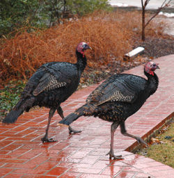 Wild Turkeys may occasionally be found in urban areas.
