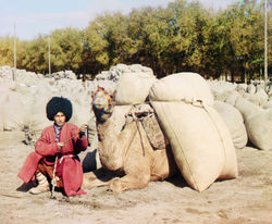 A native Turkmen man in traditional dress with his dromedary camel circa 1915.