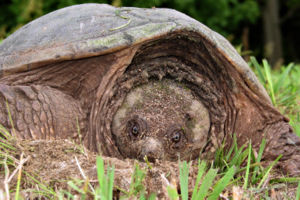 Closeup head-on view of a common snapping turtle (Chelydra serpensis), taken near the St. Lawrence River in northern New York State