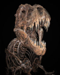 Fossil skeleton atNational Museum of Natural History, Washington, D.C.
