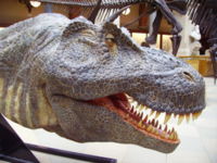 T. rex head reconstruction at the Oxford University Museum of Natural History