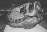 Skull of T. rex, type specimen at the Carnegie Museum of Natural History. This was heavily and inaccurately restored with plaster after Allosaurus, and has since been disassembled.