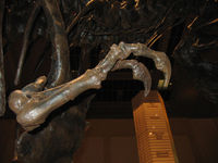 Closeup of forelimb; specimen at National Museum of Natural History, Washington, DC
