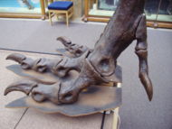 T. rex right hind foot (medial view) Oxford University Museum of Natural History