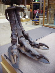 T. rex right hind foot (lateral) Oxford University Museum of Natural History