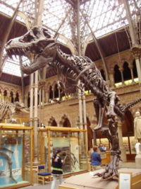 T. rex mounted skeleton(Oxford University Museum of Natural History)