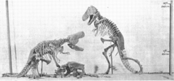 Scale model of the never-completed Tyrannosaurus rex exhibit planned for the American Museum of Natural History by H.F. Osborn