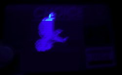 A bird appears on every Visa credit card when held under a UV light source.