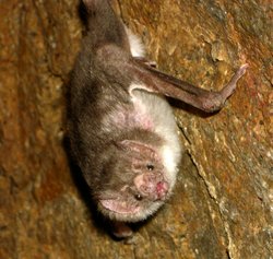 Common Vampire Bat, Desmodus rotundus