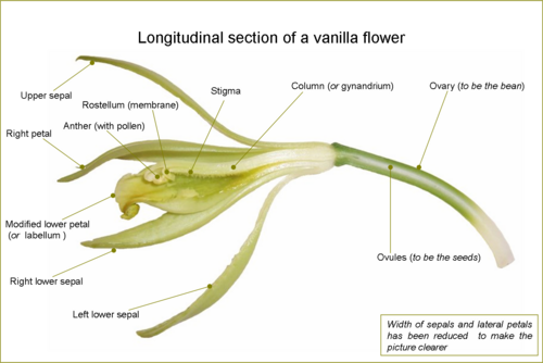 Vanilla planifolia - flower
