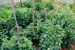 Tomatoes growing in a vegetable garden