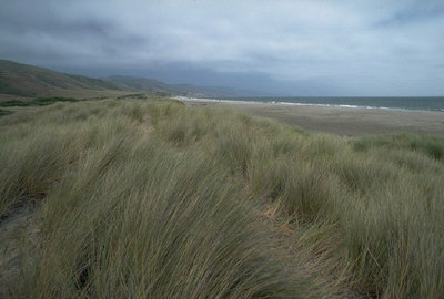 A coastal dune grassland on the Pacific Coast, USA