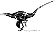 Velociraptor skeletal anatomy, showing enlarged hind claw.