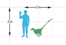 Velociraptor compared in size to a human