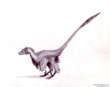 Life restoration of Velociraptor