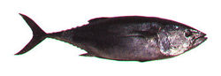 Northern bluefin tuna, Thunnus thynnus