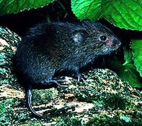 The meadow vole, Microtus pennsylvanicus, is found in many parts of North America