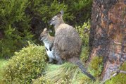 A mother wallaby with a young one in the Tasmanian summer rain.