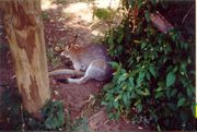 A wallaby at Gondwana Rainforest Sanctuary.