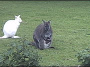 Two wallabies (one grey, one white) at home in England.